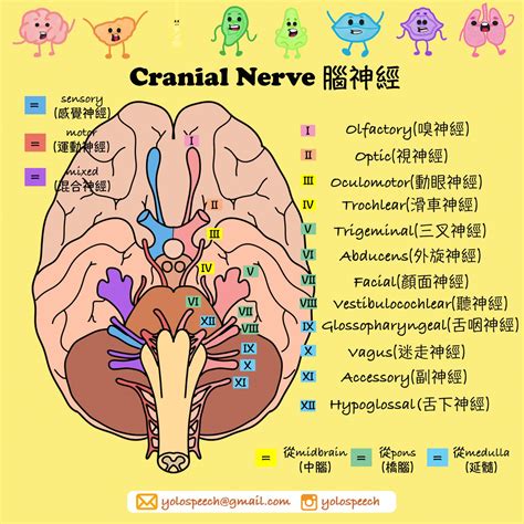 12腦神經口訣